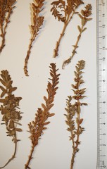 Lysimachia maritima obtusifolia