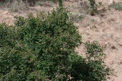 Flueggea verrucosa