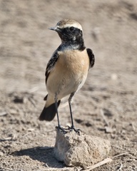 Oenanthe deserti