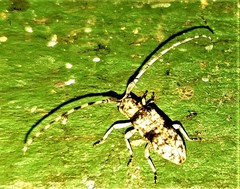 Eunidia plagiata
