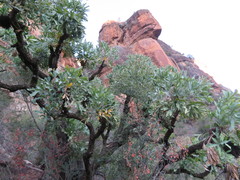 Cussonia paniculata