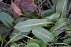 Rumex papillaris