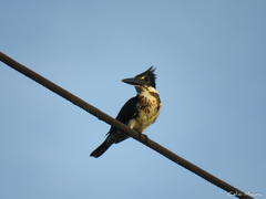 Chloroceryle amazona