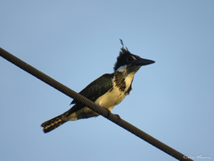 Chloroceryle amazona
