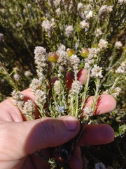 Phylica montana