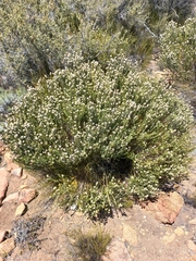 Phylica montana