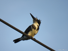 Chloroceryle amazona