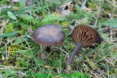 Entoloma atromarginatum