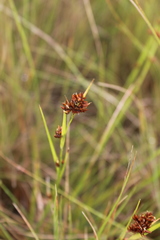 Rhynchospora brownii