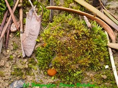 Octospora gyalectoides