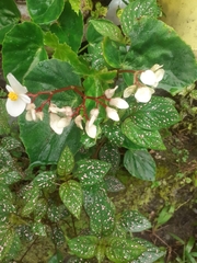Begonia