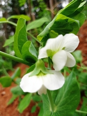 Pisum sativum sativum