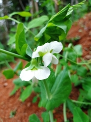 Pisum sativum sativum