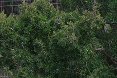 Flueggea verrucosa