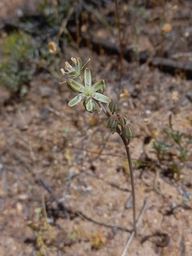 Albuca unifolia