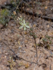 Albuca unifolia
