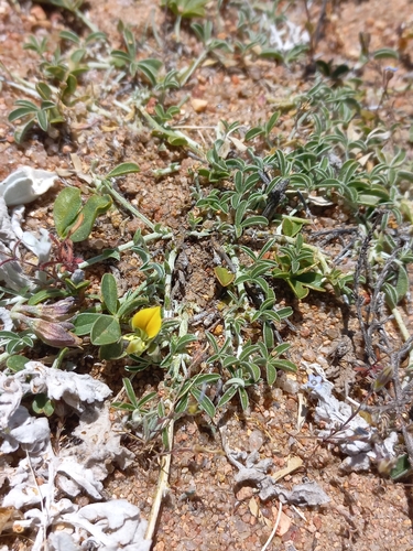 Kamiesberg Lotononis (Lotononis acutiflora)
