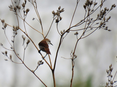 Certhiaxis cinnamomeus