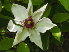 Clematis × jackmanii