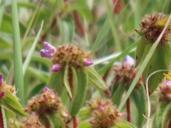 Argyrella phaeotricha