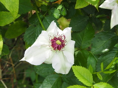 Clematis × jackmanii