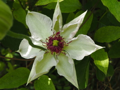 Clematis × jackmanii