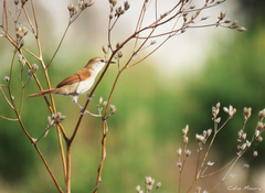 Certhiaxis cinnamomeus