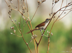 Certhiaxis cinnamomeus