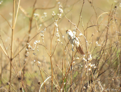 Certhiaxis cinnamomeus