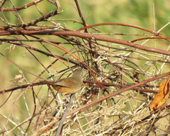 Troglodytes aedon musculus