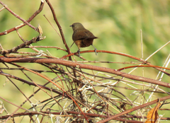 Troglodytes aedon musculus