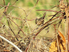 Troglodytes aedon musculus