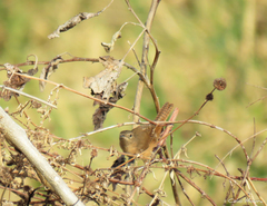 Troglodytes aedon musculus