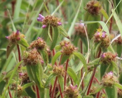 Argyrella phaeotricha