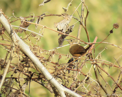 Troglodytes aedon musculus