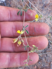 Lotononis acutiflora