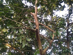 Psidium cattleyanum