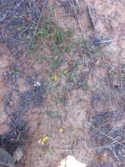 Lotononis acutiflora