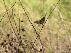 Troglodytes aedon musculus