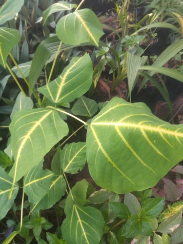 Erythrina variegata iNat (1)