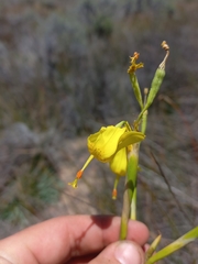 Moraea pendula