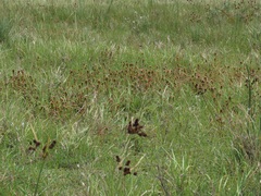 Argyrella phaeotricha