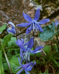 Scilla morrisii