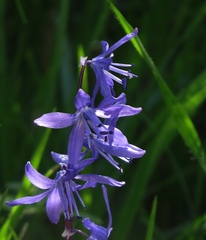 Scilla morrisii