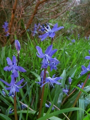 Scilla morrisii