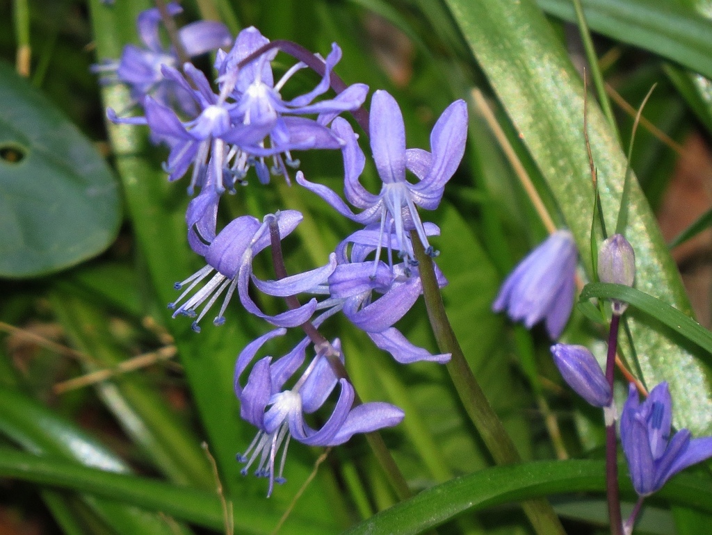 Pallid Squill