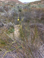 Moraea pendula