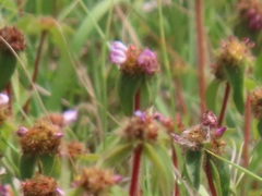 Argyrella phaeotricha