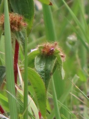 Argyrella phaeotricha