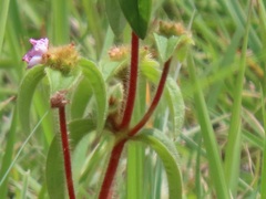 Argyrella phaeotricha